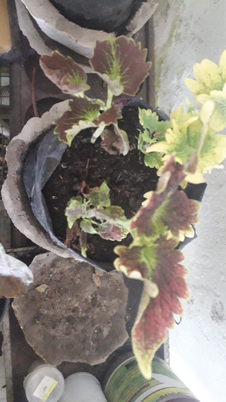 Miana Paketan (2 Warna/2jenis)