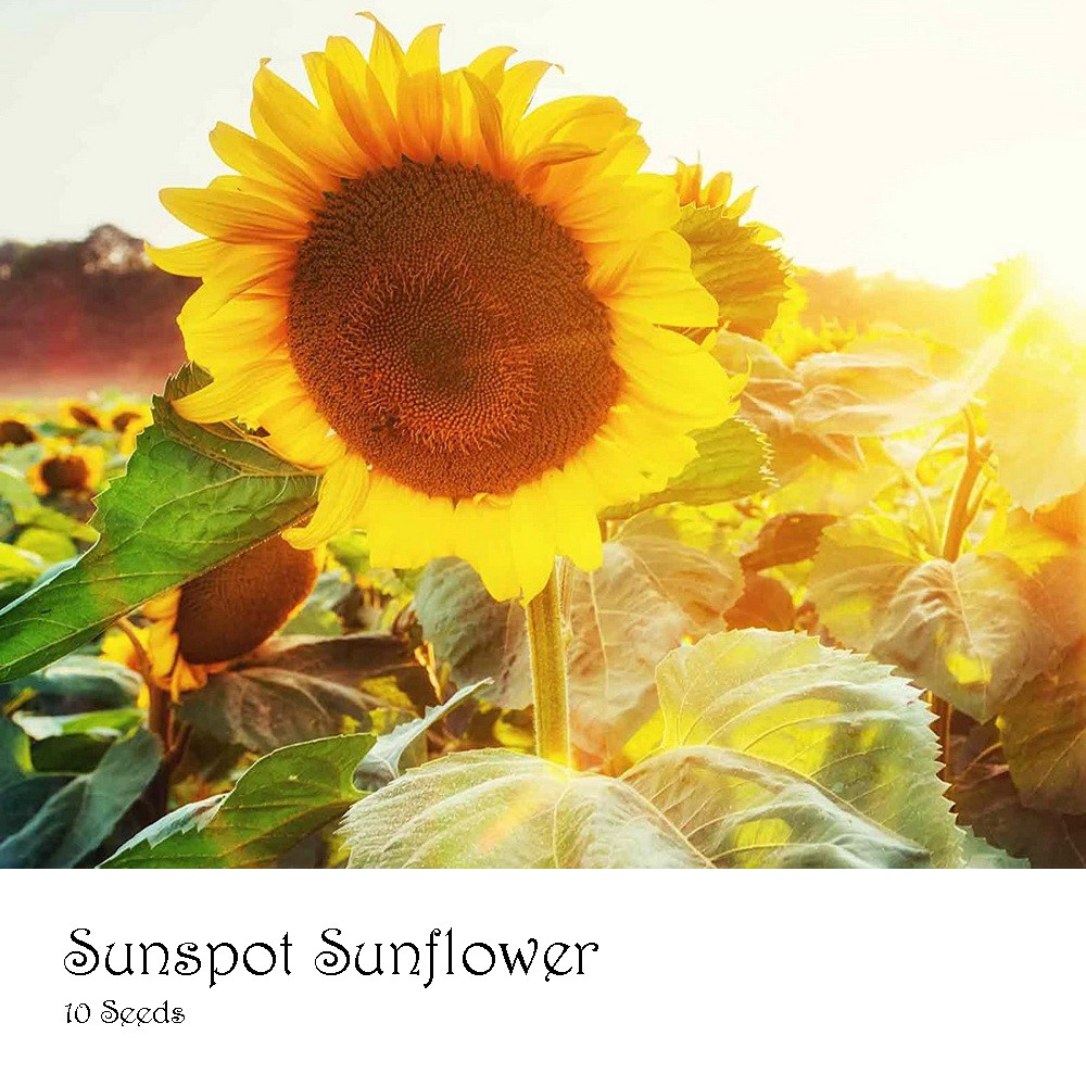 PlantaSeed - 10 Seeds - Sunspot Sunflower Benih Biji Bunga - PAS0235