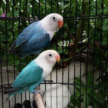 Lovebird Biola Blue Sepasang Paud