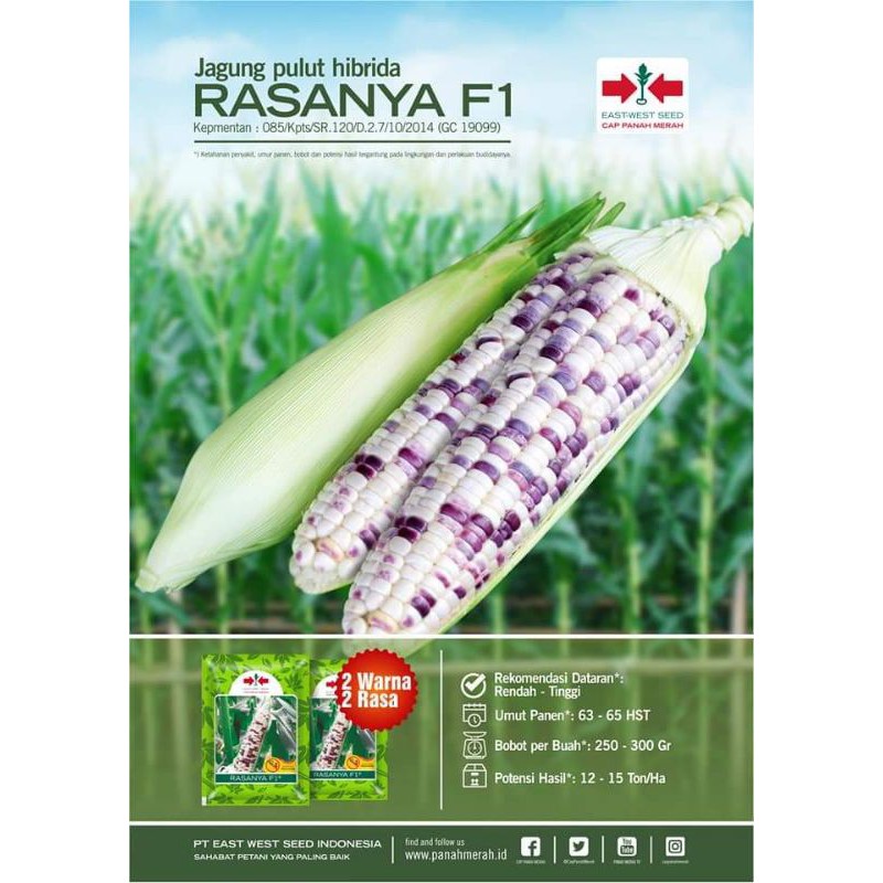 jagung pulut/ketan putih ungu RASANYA F1