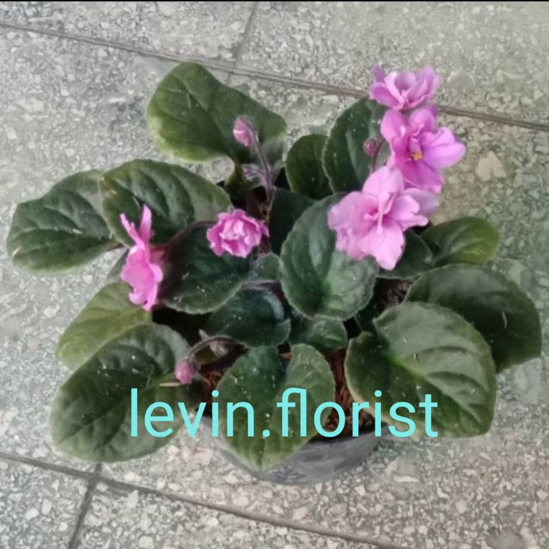 Begonia violces pink tumpuk / bibit tanaman hias bunga