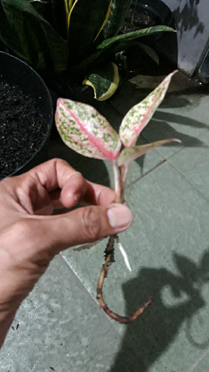 Aglonema Srikandi Thailand