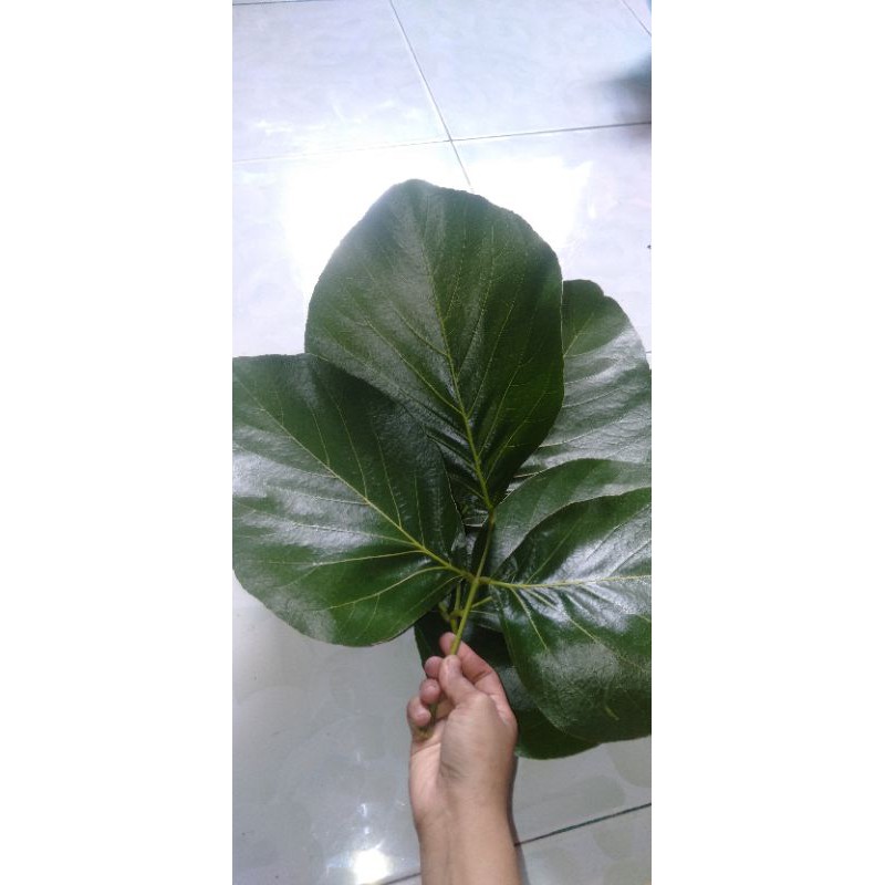 

Daun ploso 200 lembar - 100- 50 lembar