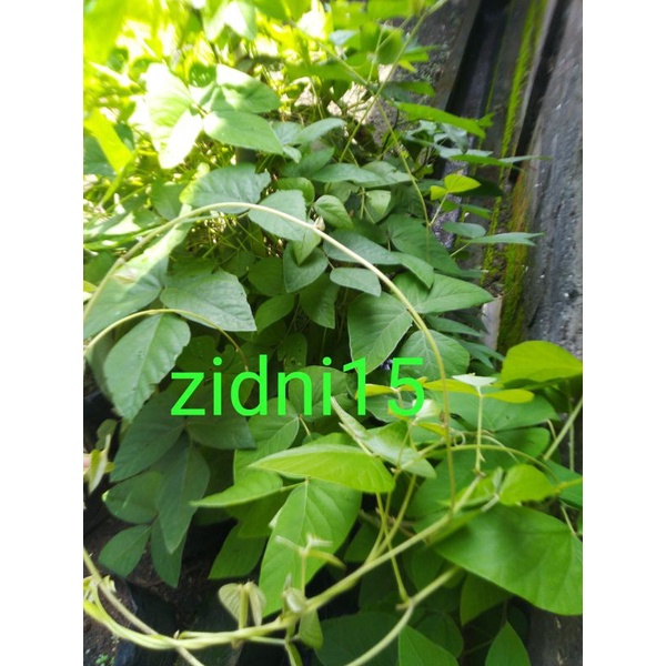 500gram Benih Biji kacangan MB (Mucuna Bracteata) Lokal  / Cover Crops / LCC /  Tanaman pengendali gulma-3