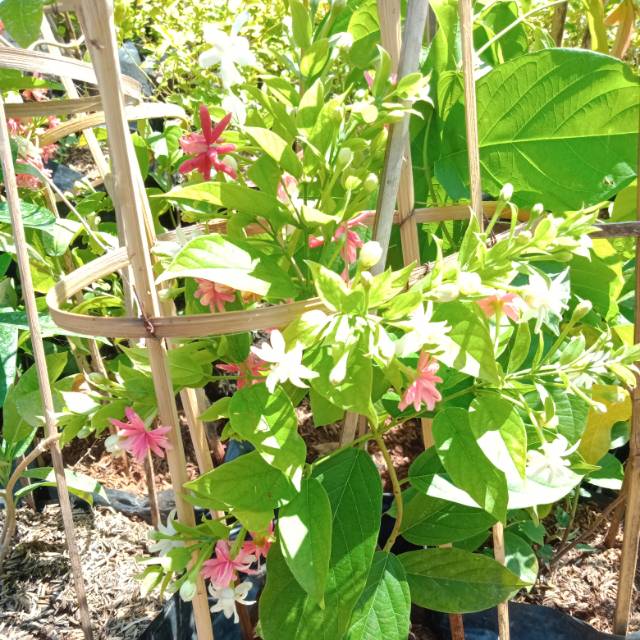 Tanaman rambat Melati belanda (rimbun)