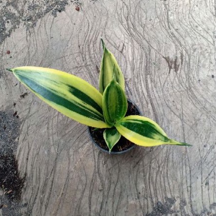 sansevieria gold flame