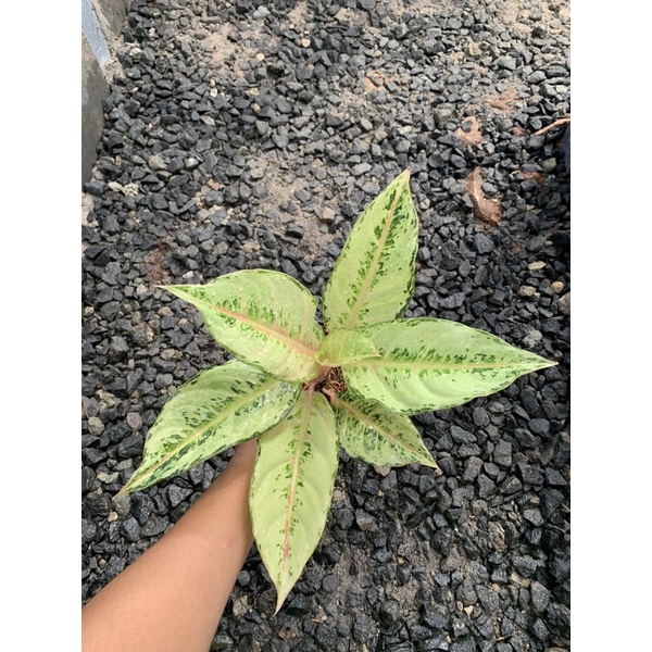 Tanaman Hias - Bunga Aglonema Frozen / Aglonema Cinderella