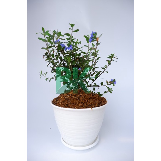 Tanaman hias blue eyes (Nemophila menziesii) baby blue eyes - BAKUL KEMBANG