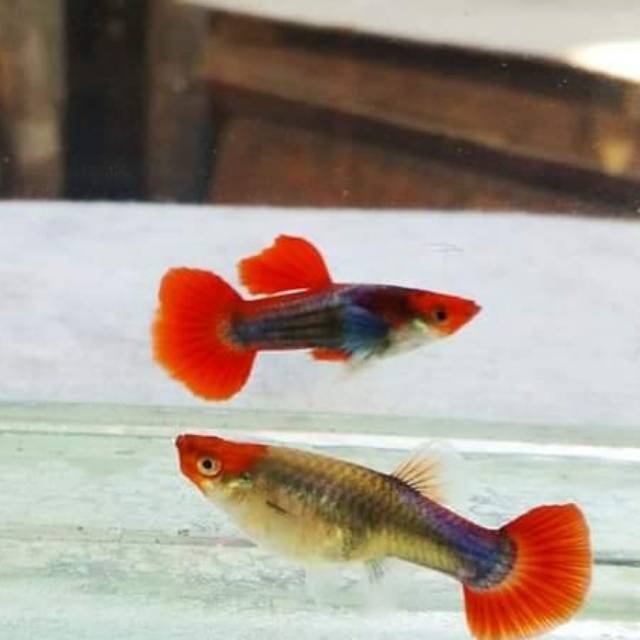 Ikan guppy tuxedo koi ikan hias mempercantik aquarium dan aquascape murah ecer grosir