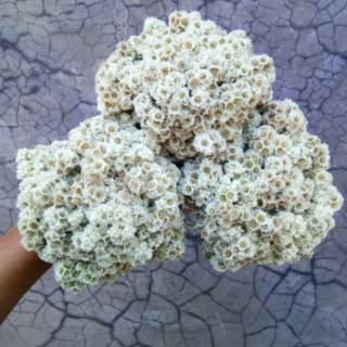 30 Tangkai Bunga Edelweiss Kering Bunga Edelweis 30 Tangkai Bunga Edelweiss Kering Bunga Edelweis