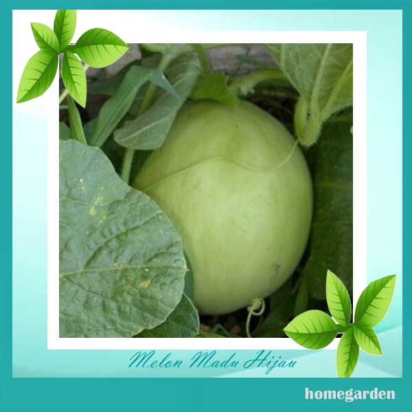 Bibit Melon Hijau Benih Green Melon Bibit Melon Sayur Bibit Tanaman Buah