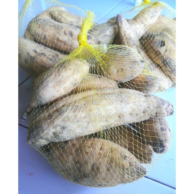 

ubi madu-ketela madu manis