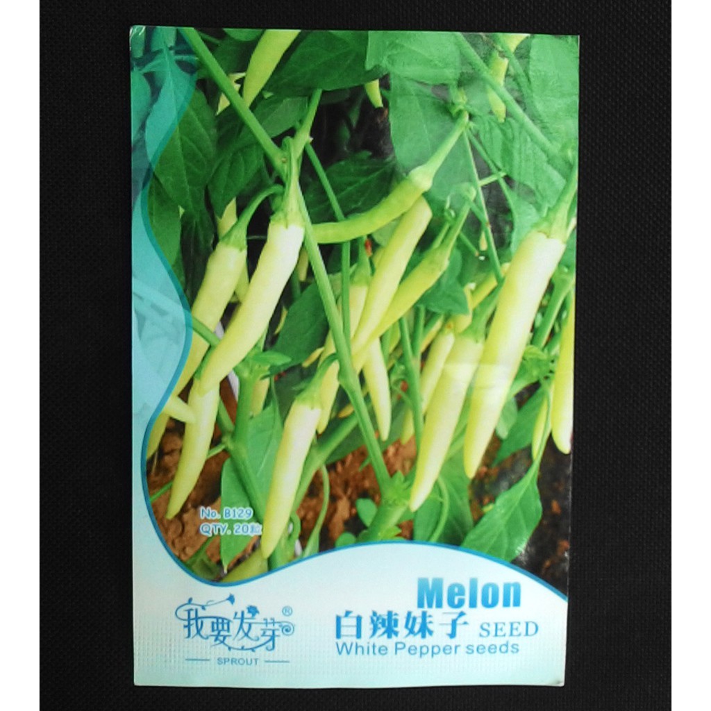 

Terlaris Cabai White Pepper Grosir