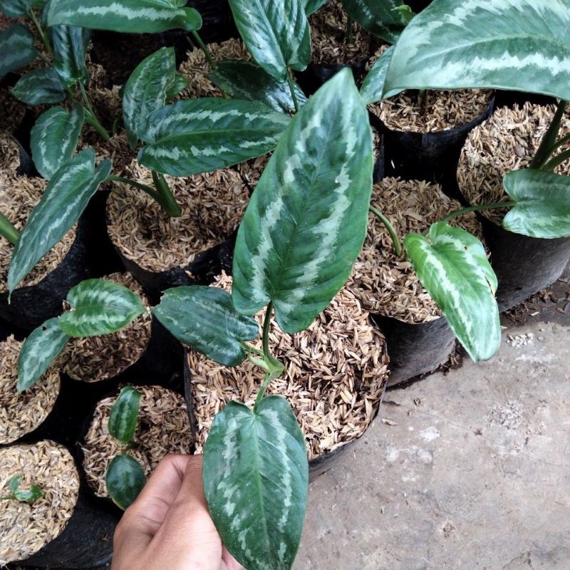 Homalomena andromeda