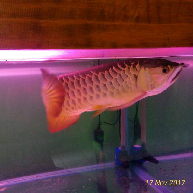 Ikan Arwana Golden