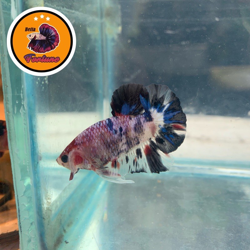 Cupang Koi galaxy multicolor