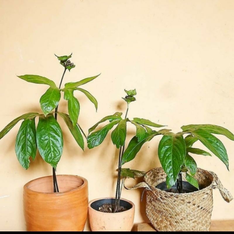 Tacca palmata Blume tanaman gadung tikus