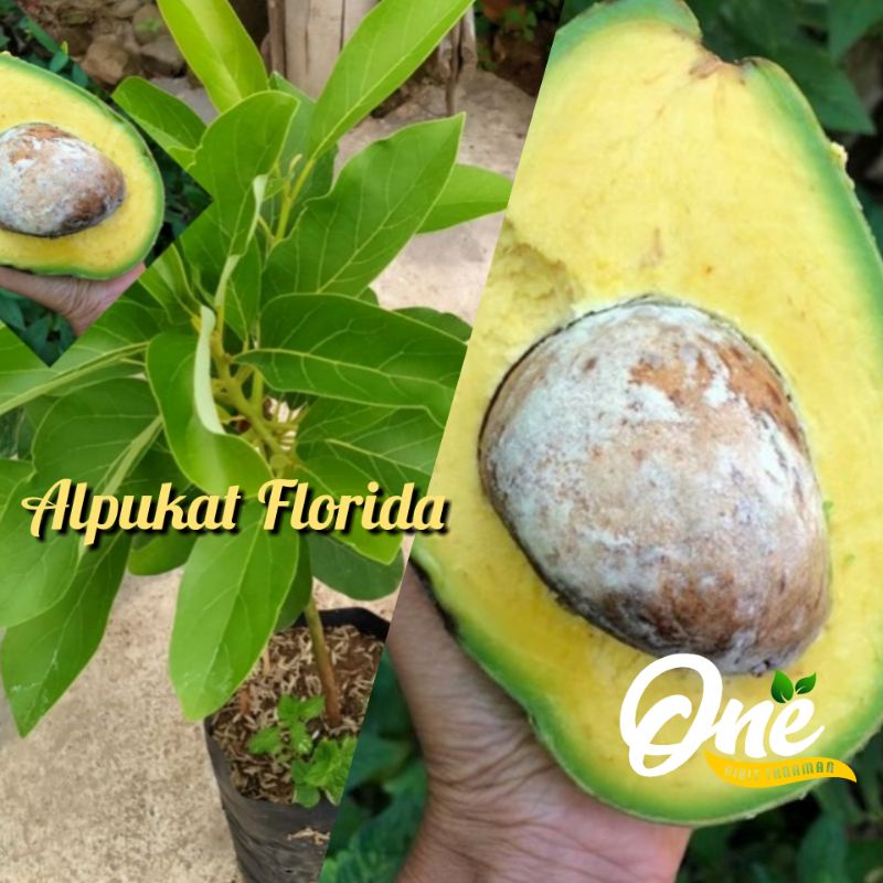 Bibit Alpukat Florida - Alpukat Paling Genjah Buah Lebat