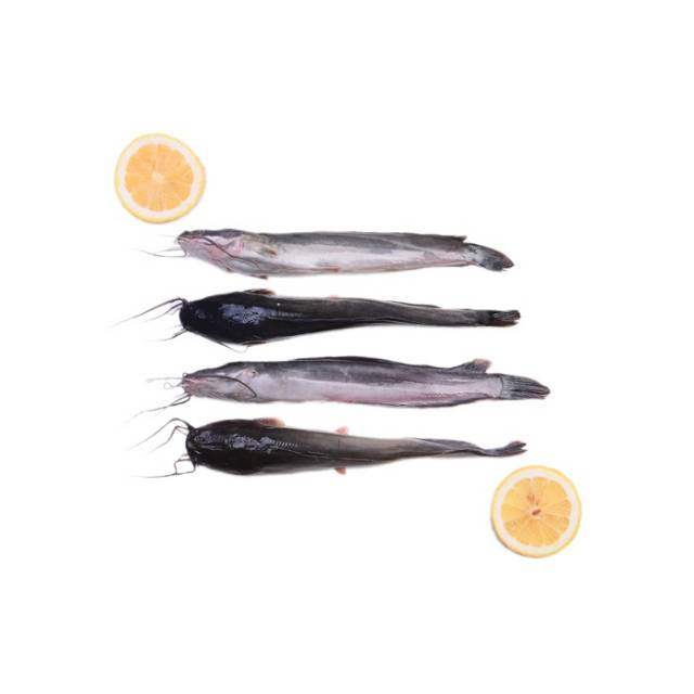 

Ikan Fresh Lele Bersih 1 kg