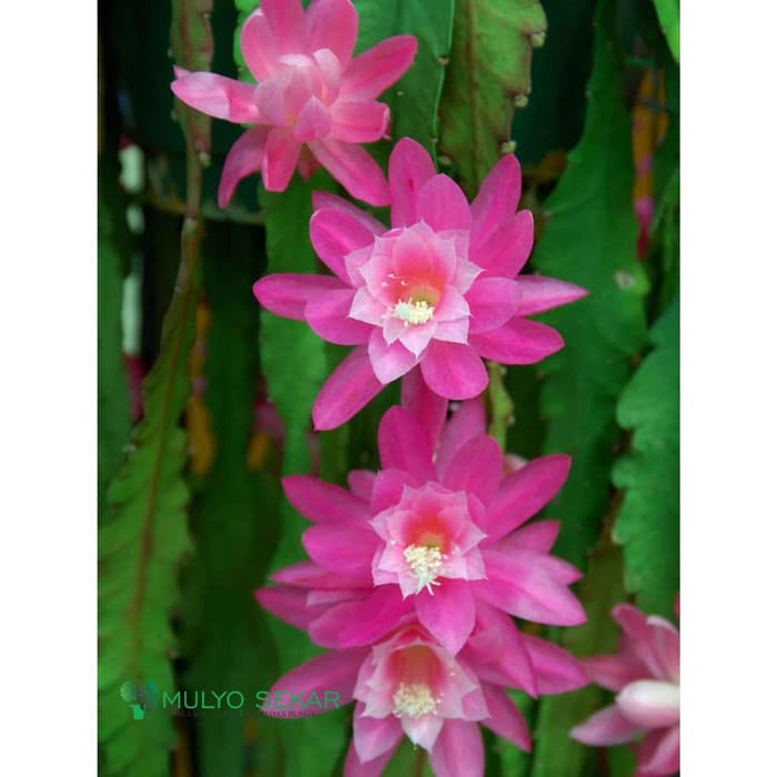 (BISA COD) Wijaya Kusuma German Empress Epiphyllum - Bibit wijaya kusuma import