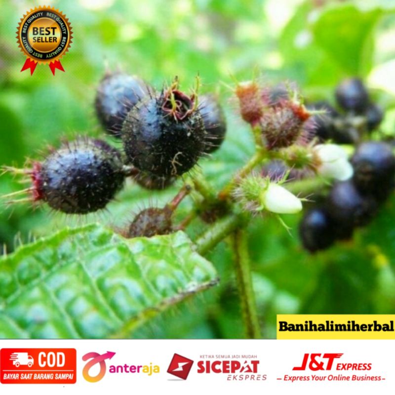 

Buah Harendong Bulu 100 gram