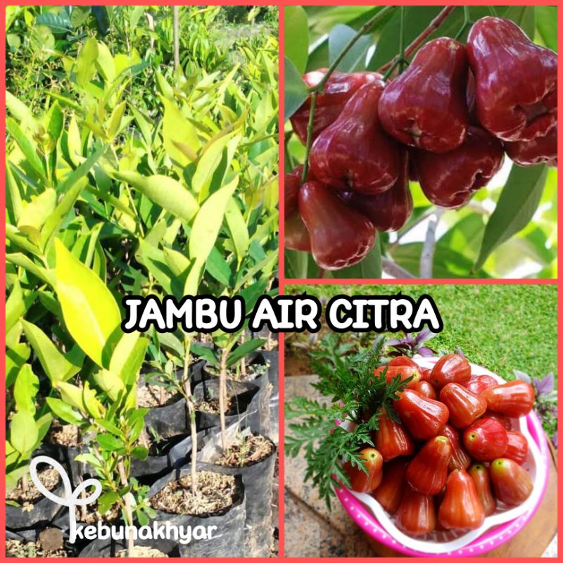 Bibit Jambu Citra Tanaman Buah Jambu Citra Bibit Buah Jambu Citra Manis