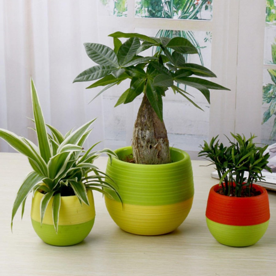 Mini Pot Bunga Hias Kaktus Tanaman - 5 PCS - Multi Color