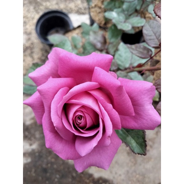 mawar import Claude brasseur