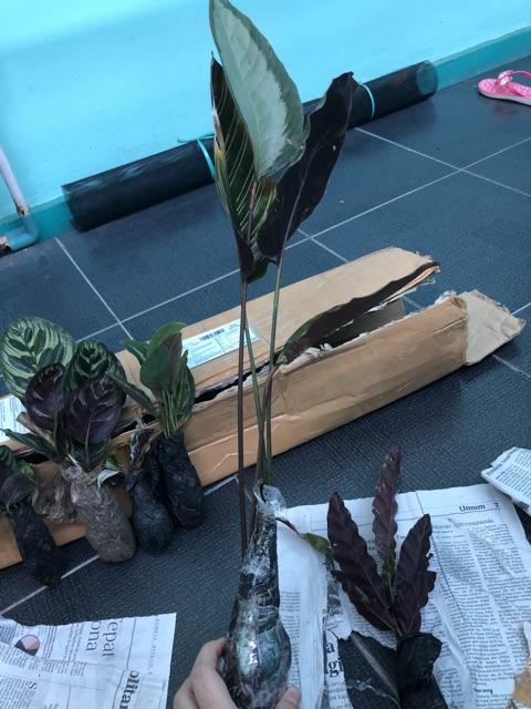 New Produck!! Tanaman Hias Calathea Ornata Pin Strip
