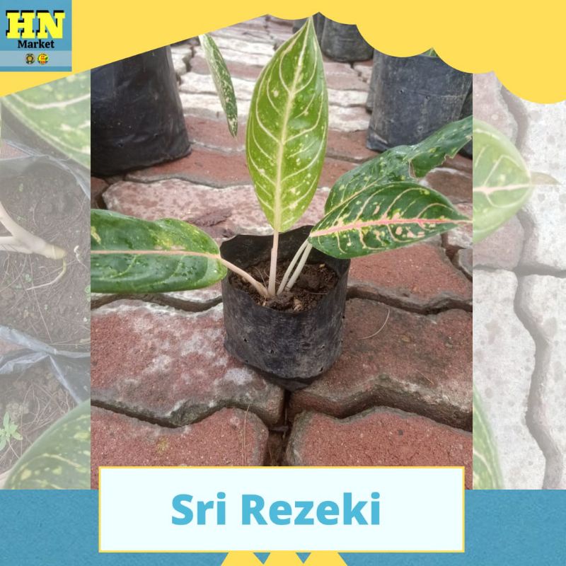 Sri Rezeki