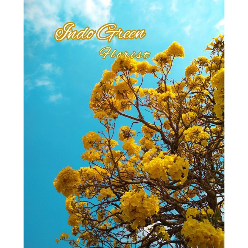 Bibit Bunga Sakura Tabepuya kuning/ Bibit Bonsai Sakura Tabepuya Murah