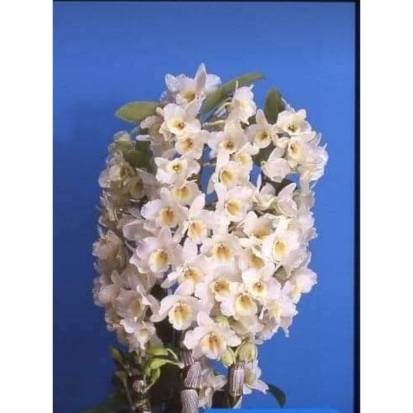 anggrek nobile original