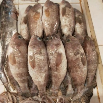 

Ikan kerapu fresh per 500 gram