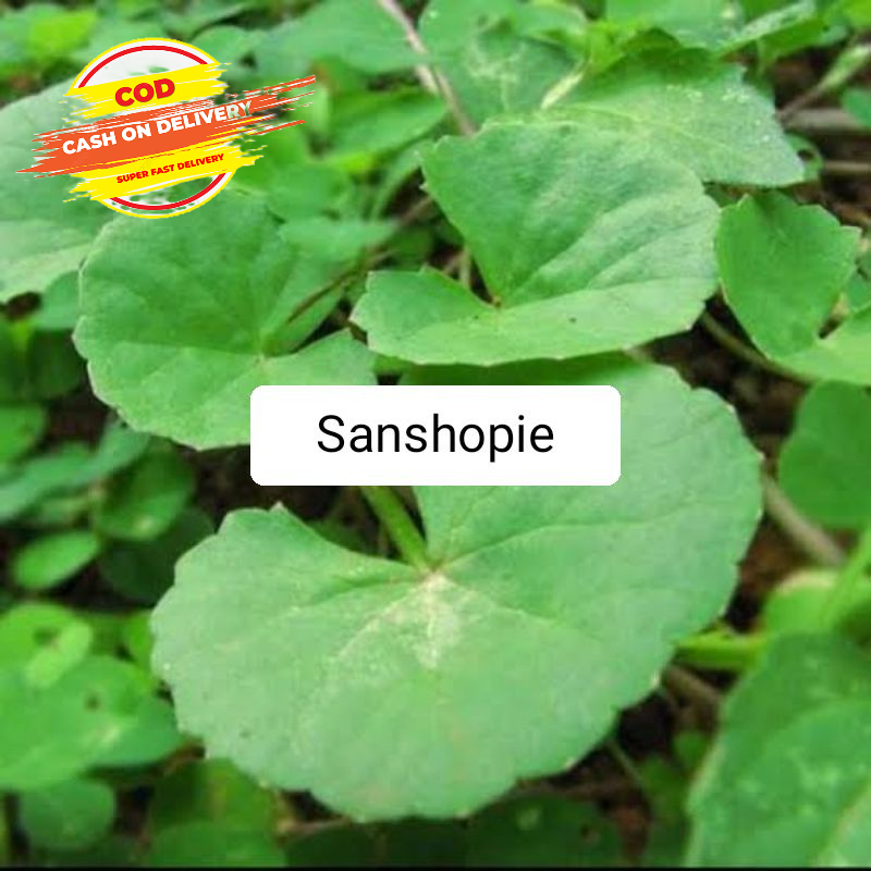 

Daun Pegagan Atau Antanan segar Paket 1 kg