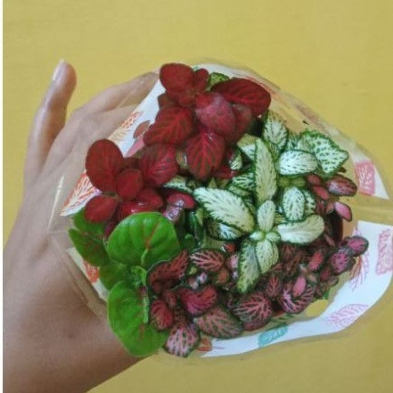 tanaman fitonia/pitonia mix import pot Realpict