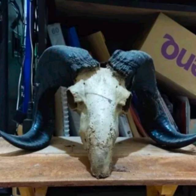 Pajangan Antik (Kepala Domba Asli)