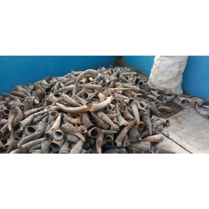 tanduk sapi Bali mentahan