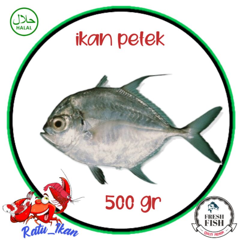 

ikan petek segar [500gr]