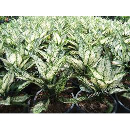 Aglaonema Snow White