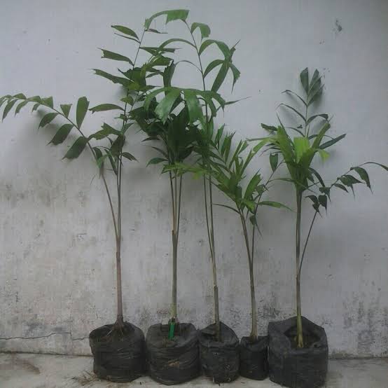 Bibit Pohon Palem Ekor Tupai - Pohon Palem Ekor Tupai - Pohon Palm