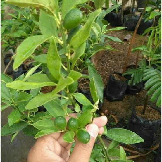 Bibit Tanaman Buah Jeruk Nagami Berbuah Asli