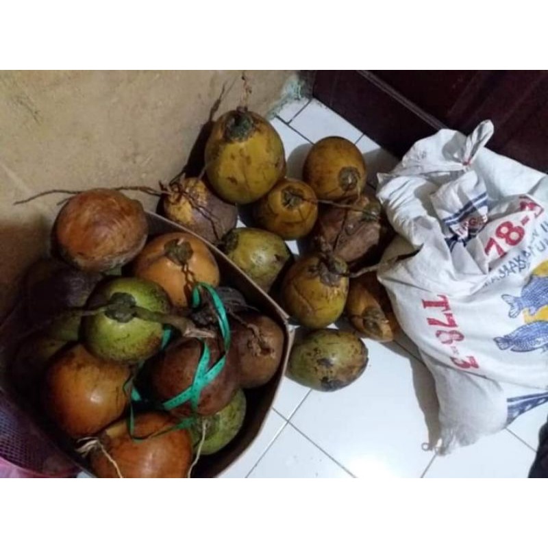 

Buah kelapa kopyor genjah asli pati mantap
