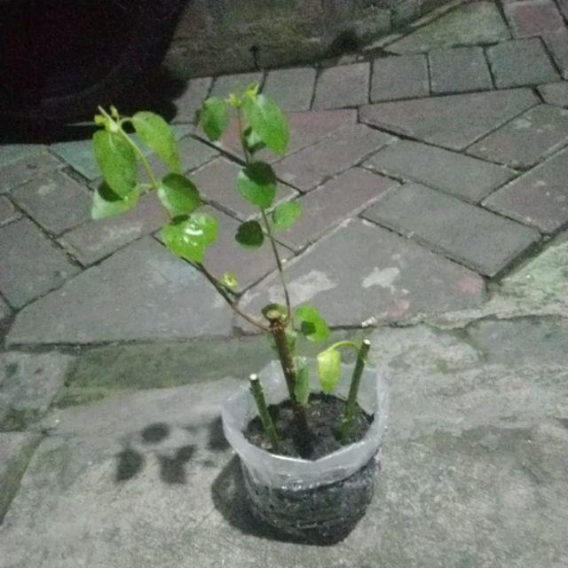 Bibit Bonsai Wahong Laut