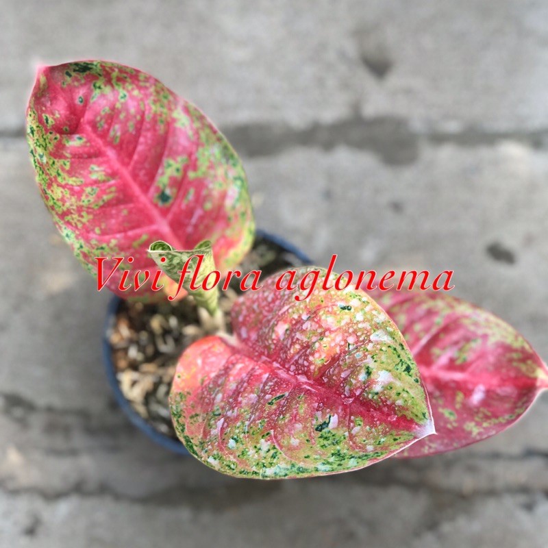 aglonema mahaseti aglonema viral aglonema lokal aglonema tanaman hias tanaman
