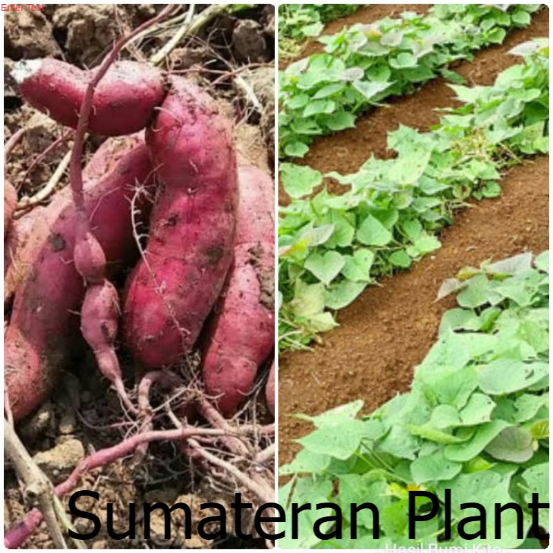Bibit Ubi Jalar Ungu Tanaman Herbal Ubi Jalar Jepang 35 CM tanaman kebun Ubi Ungu Merambat ; Jual Be