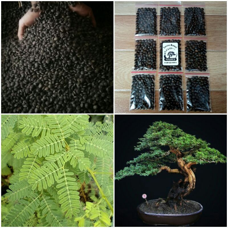 Berisi 150 Biji Benih Bonsai Arabika / Klampis Ireng