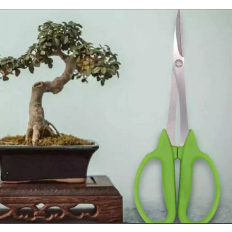 gunting pruning