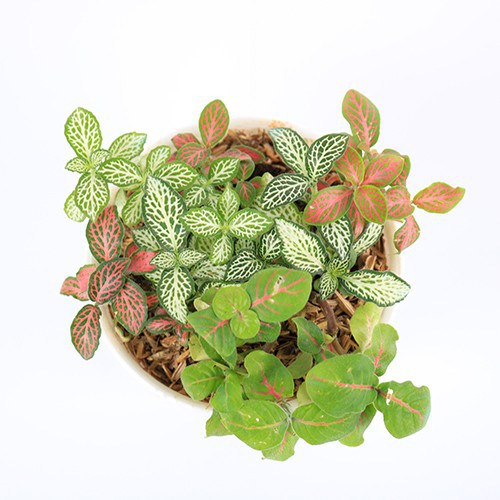 TANAMAN FITTONIA IMPORT