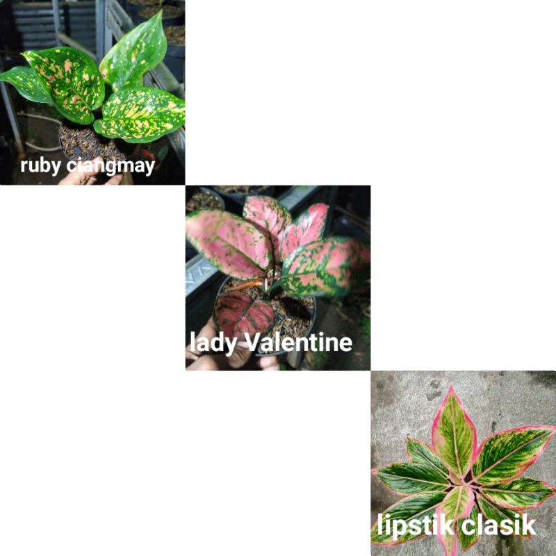 paket 3 paket bunda paket pink aglonema aglaonema Chinese Evergreen Sri rezeky Lipstik lipstick lady