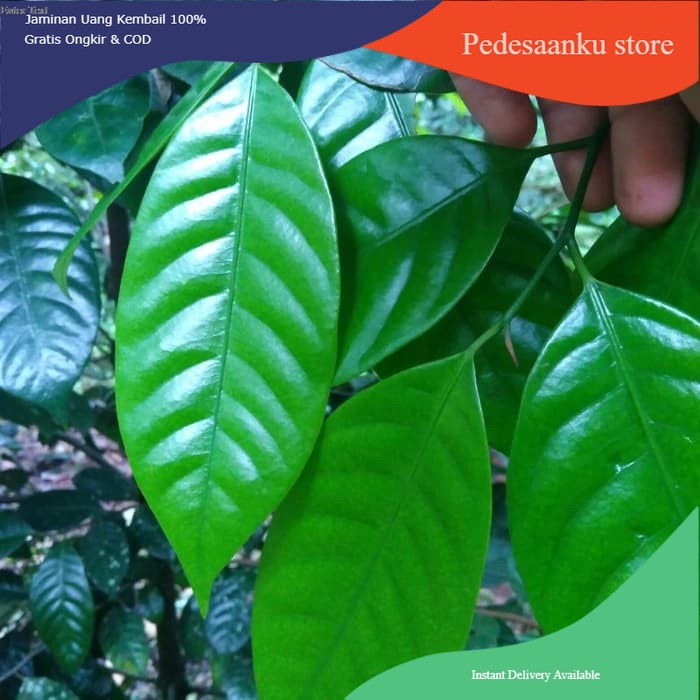 

TERBAIK DAUN PALA SEGAR (100 Grm)